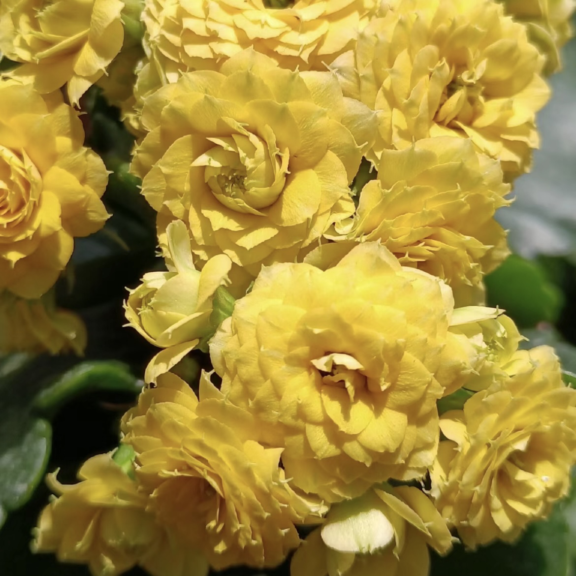 黄巴黎柏丽80小盆黄色花