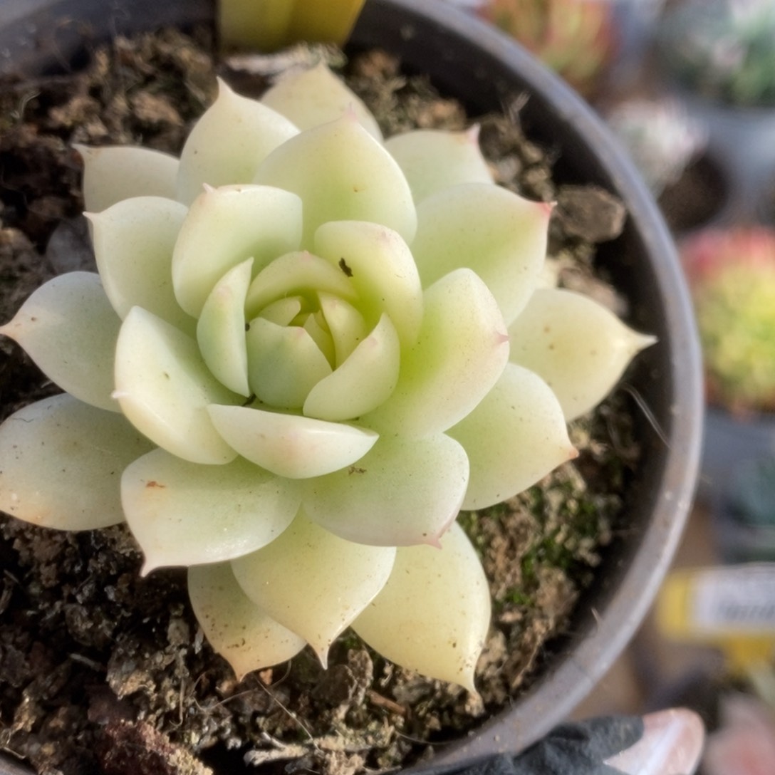 541加勒比海蓝锦锦锦