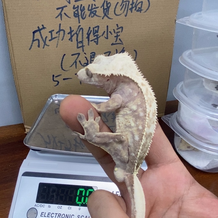 睫角守宫12.4二十七