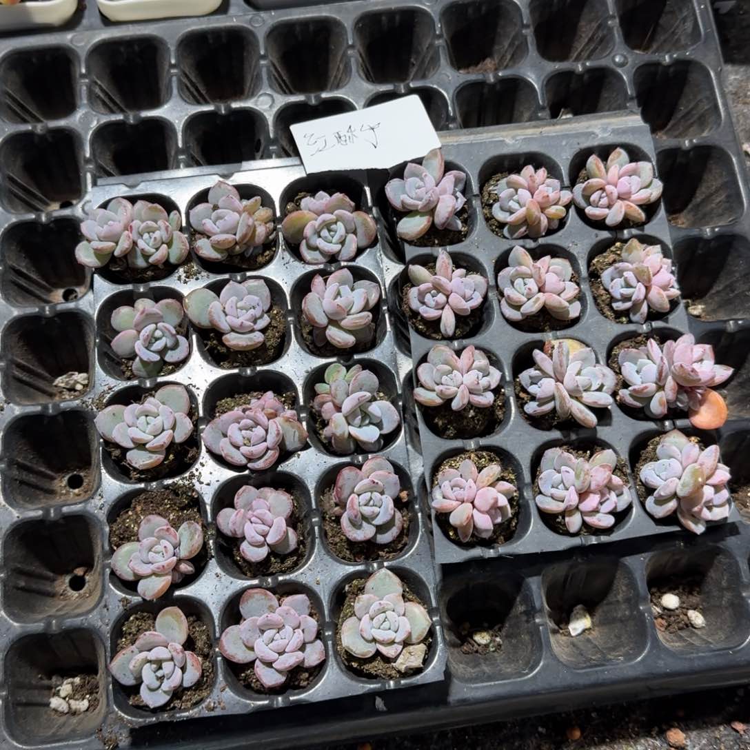 红酥手一物一拍专拍