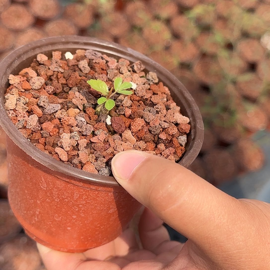 卵叶乳香多肉植物