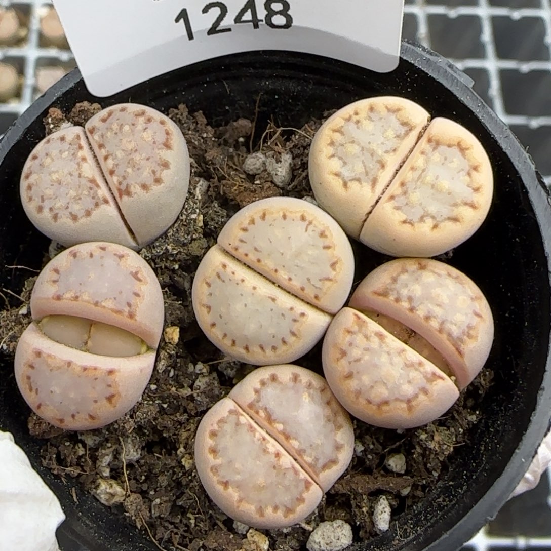 1248。c24饼干。。。。。。。。