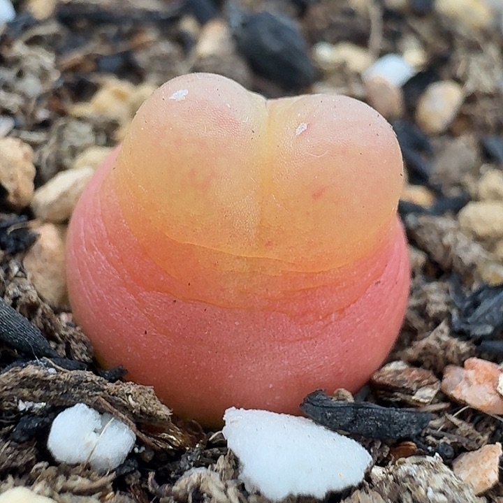 老马生石花拉登1807