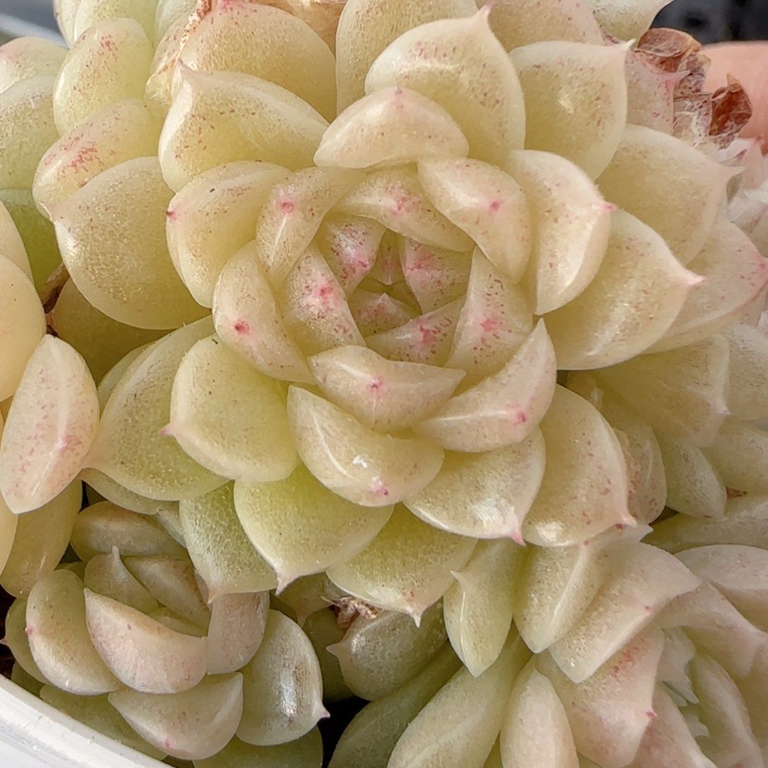 家****枚【闪购商品】0215-30（fm-6）