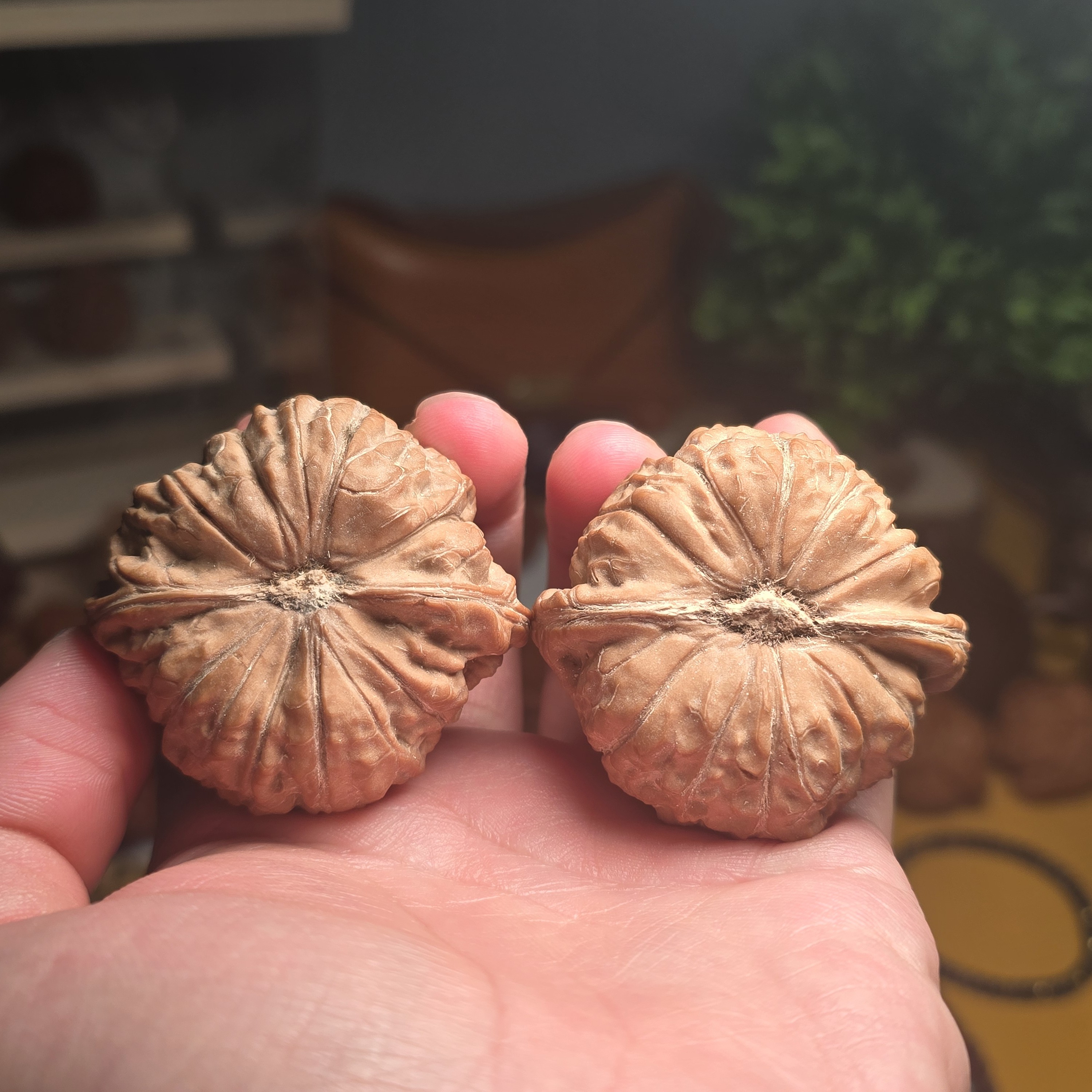 50尺寸红皮南瓜王