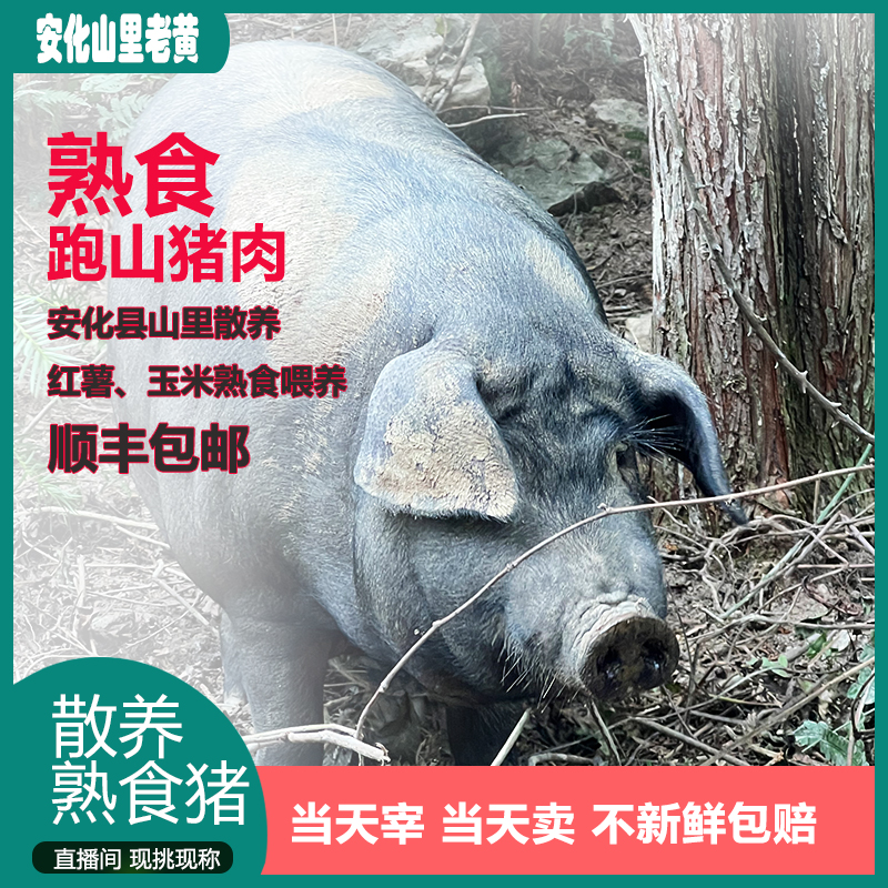 【猪肚120一个】安化山里老黄熟食喂养跑山猪 农村熟食散养黑土猪肉