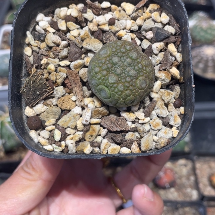 实生宁缇玉仙人球