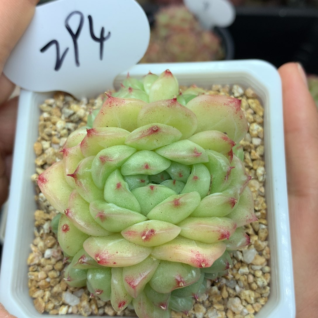 翡翠冰捧花自然群294