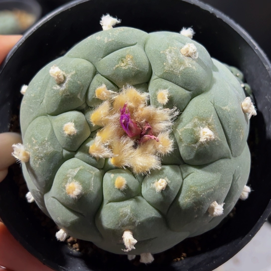 m日系螺旋大you坂田