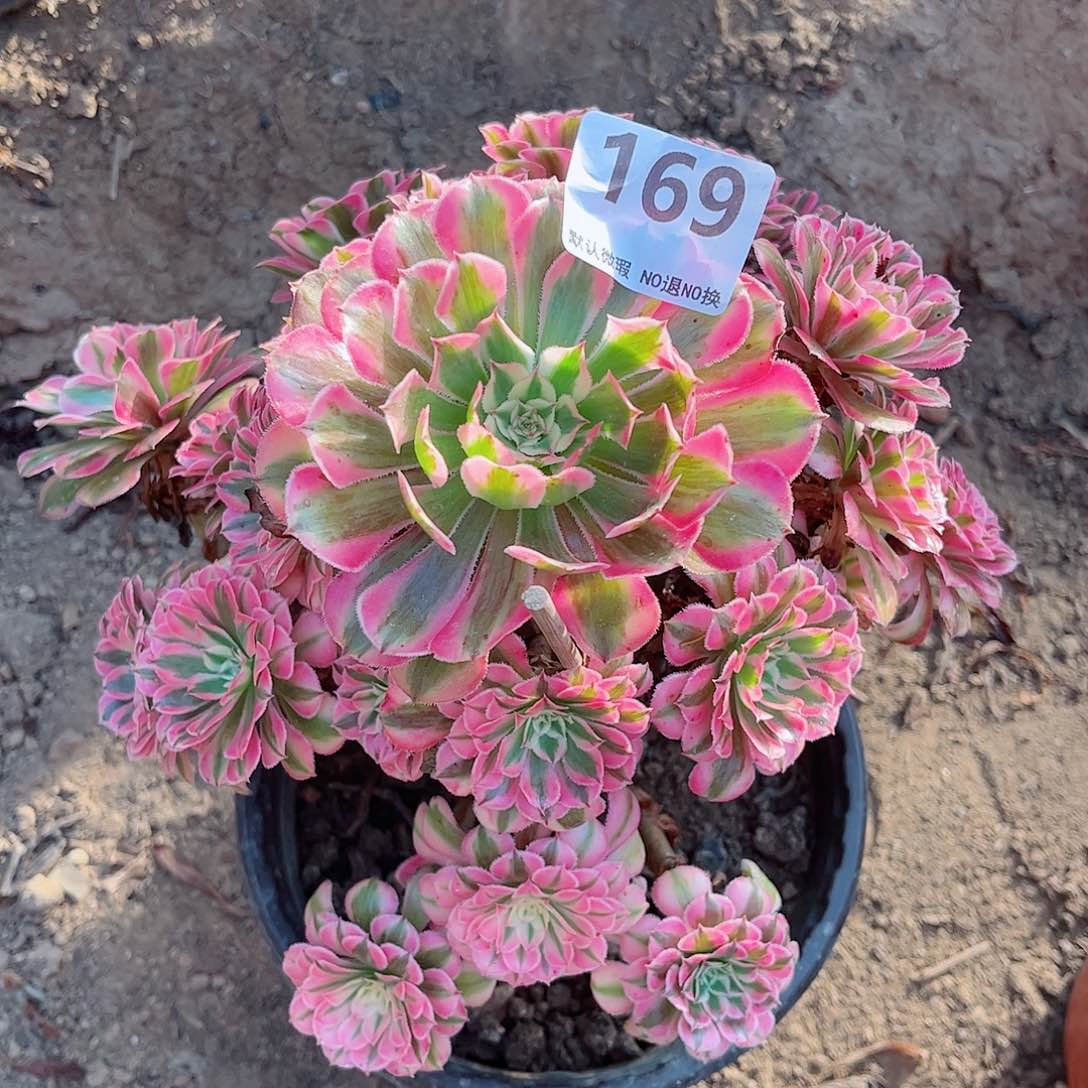 无花朵多肉植物169粉同
