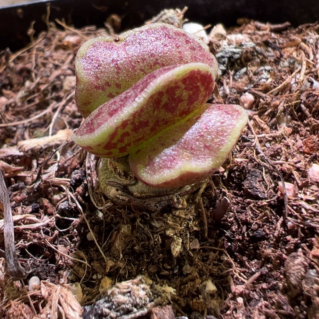 扇贝壳达摩海豹多肉植物水泡