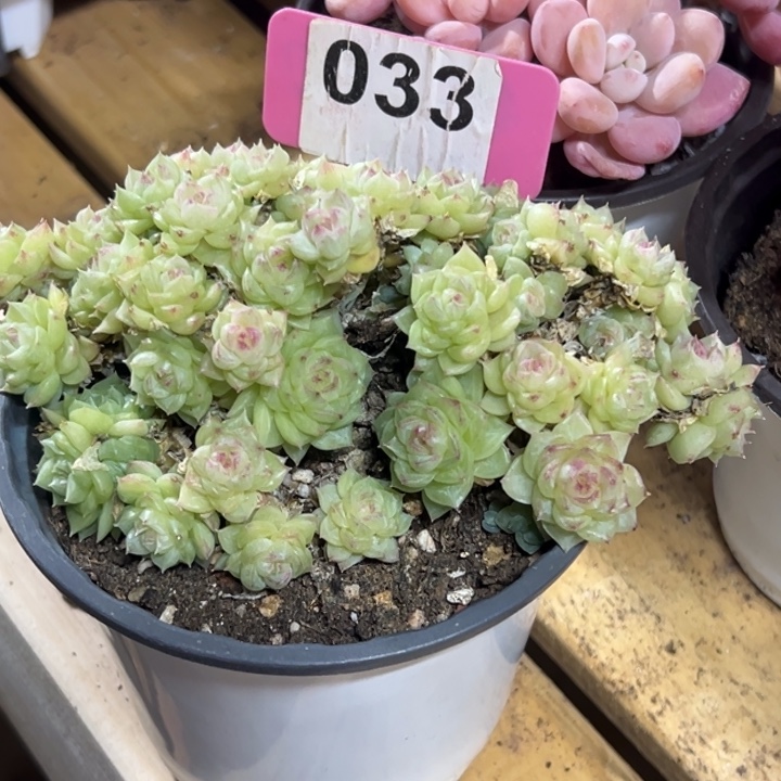 陈***）极品麦秆群12cm多肉植物