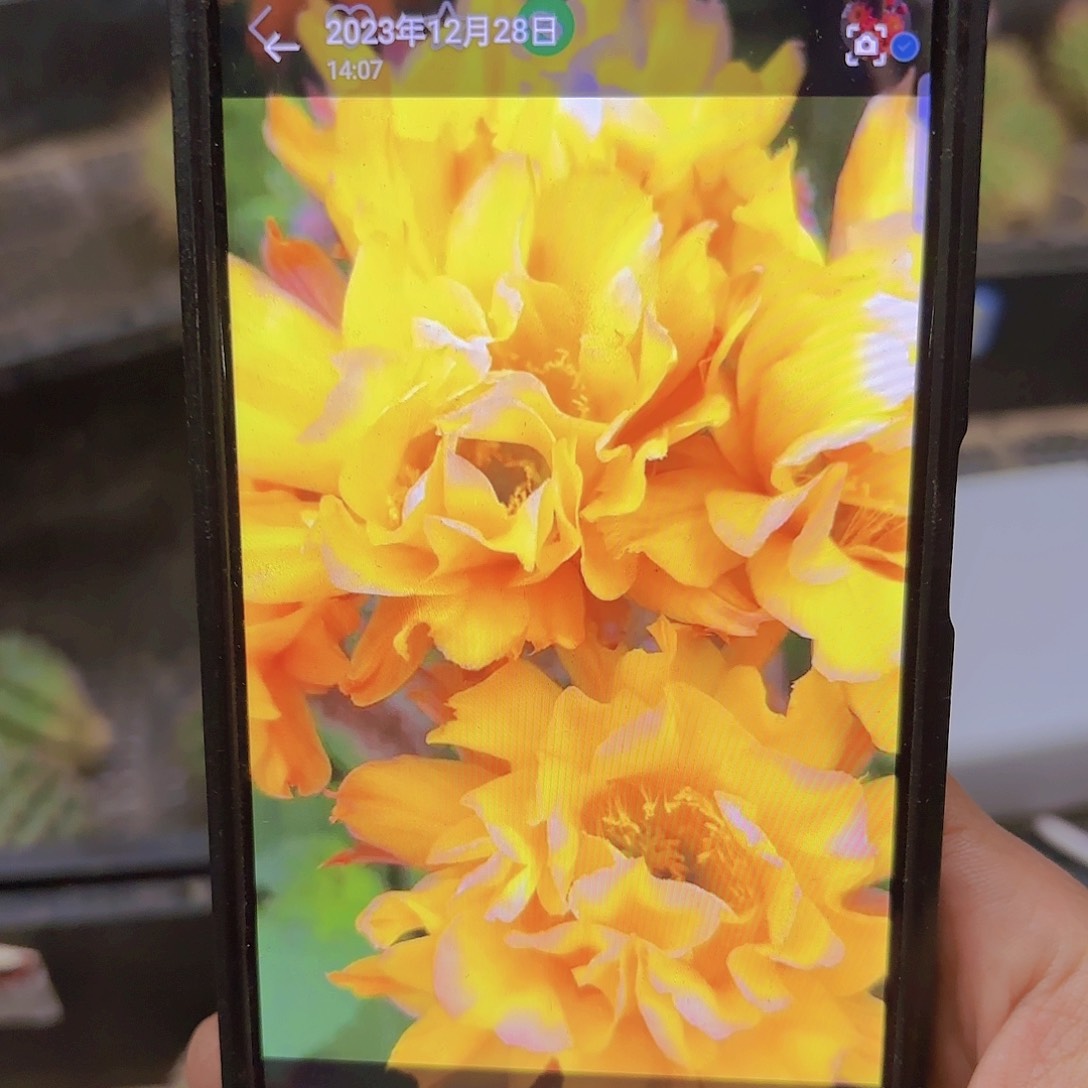 彩草依然侧牙20包邮仙人球