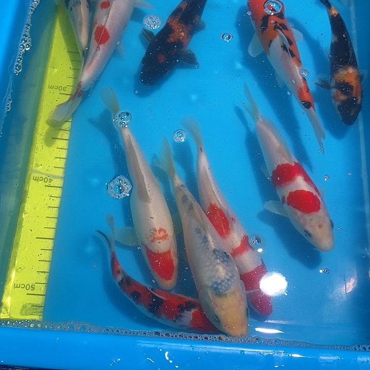 锦鲤纯种血统锦鲤观赏鱼