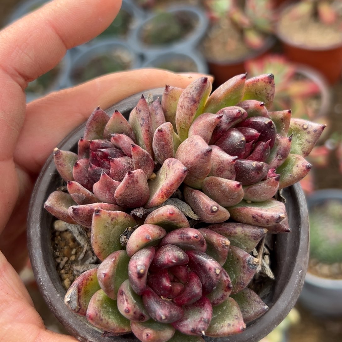 多肉植物多肉植物