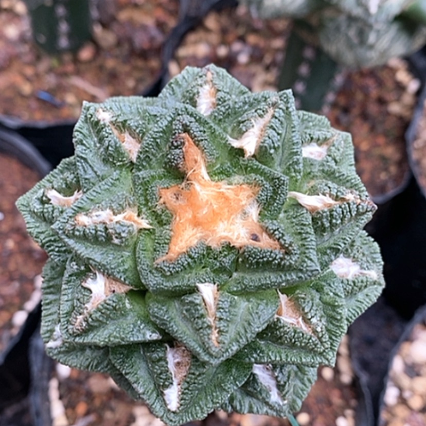 【闪购商品】嫁接辛顿