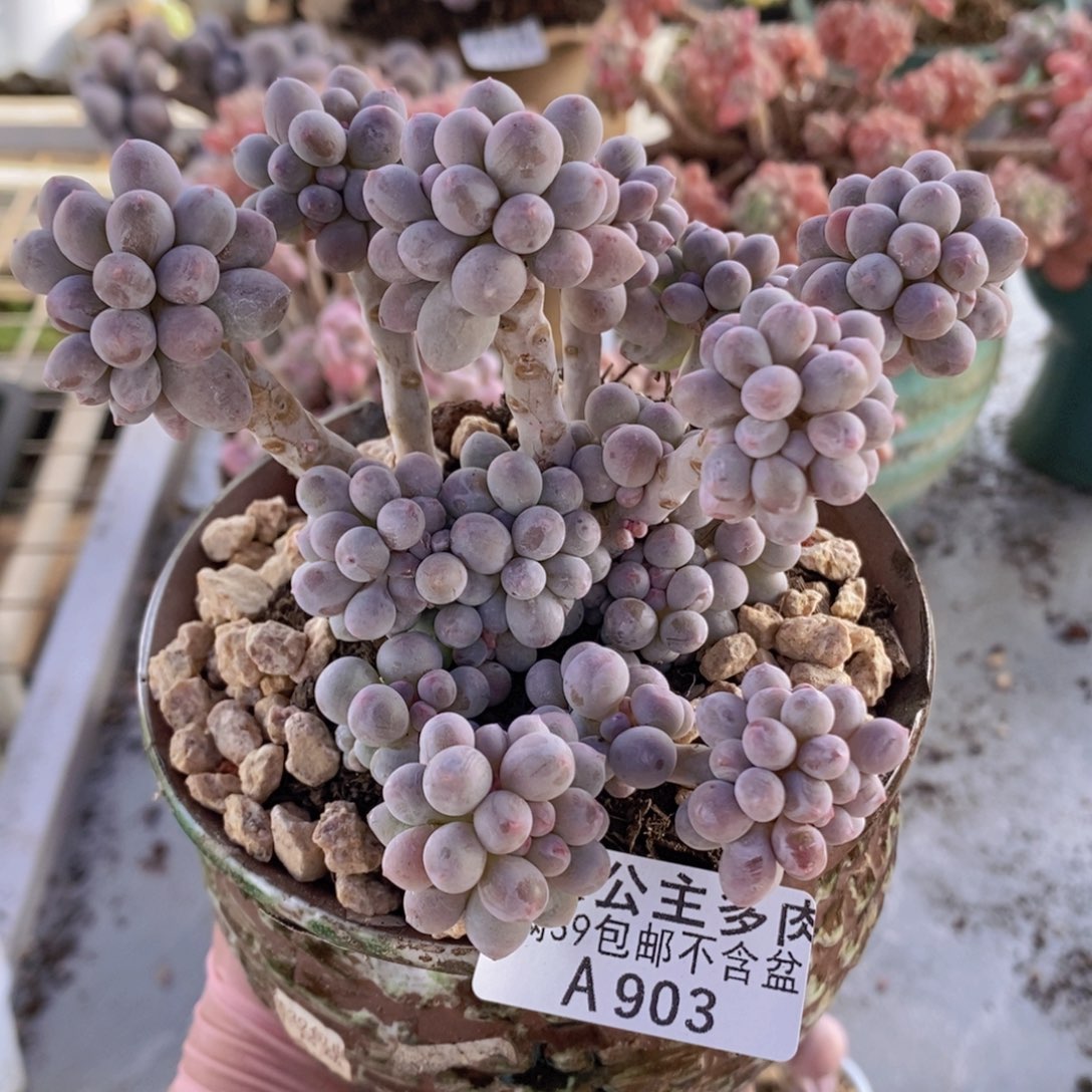 香水手指奶12cm903多肉植物