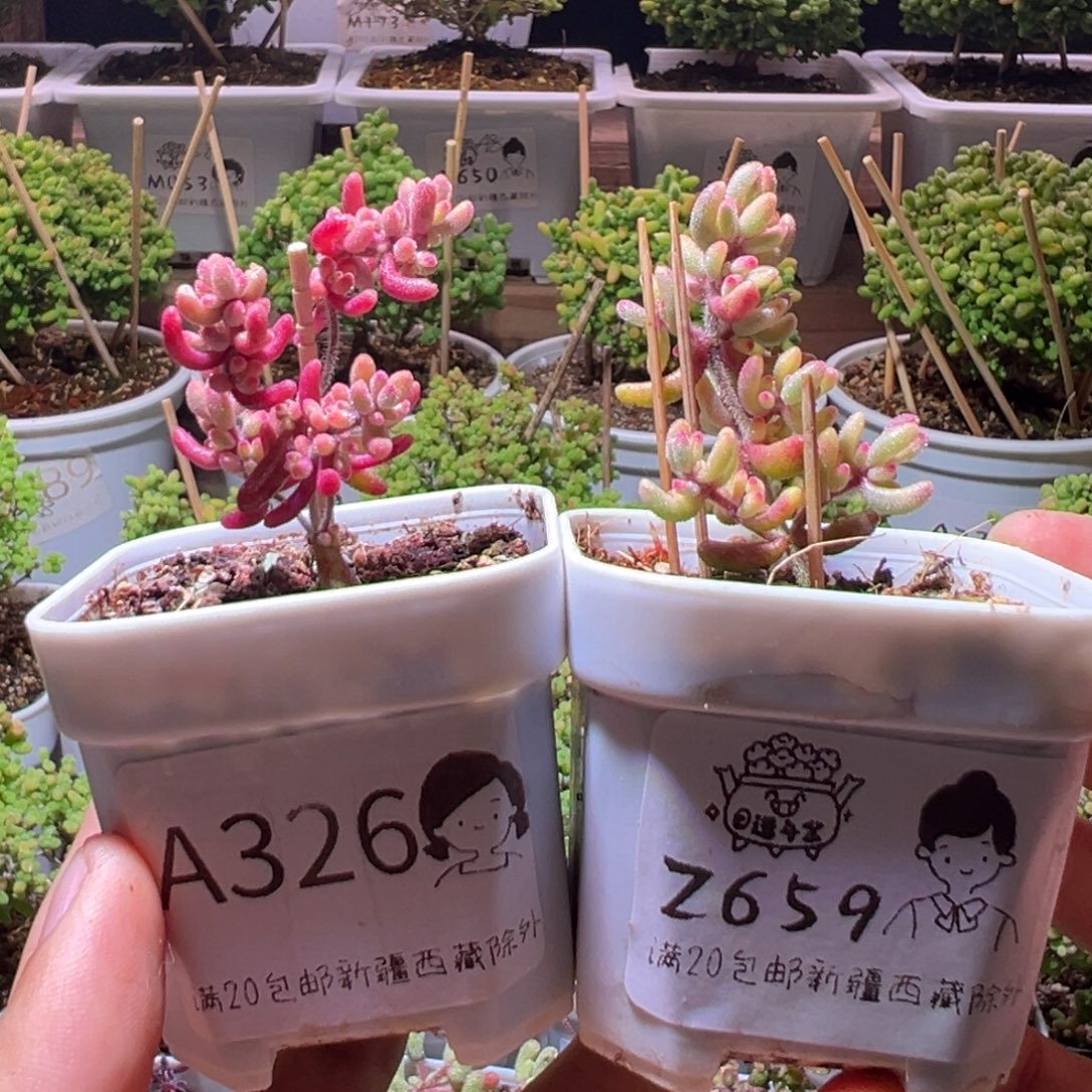 没***伤组合一物一拍带盆土发货