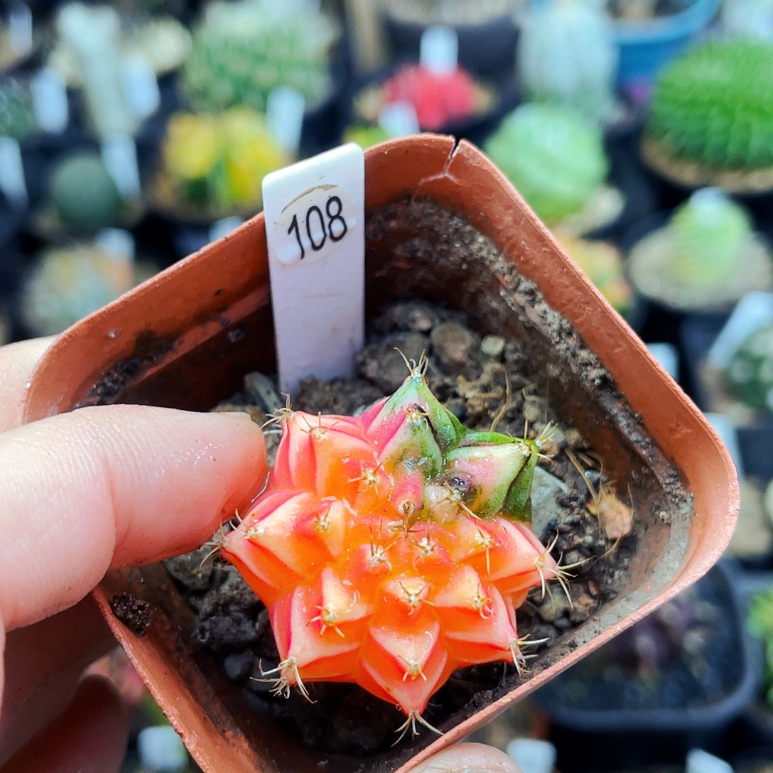 非偏远地区满25包邮仙人球