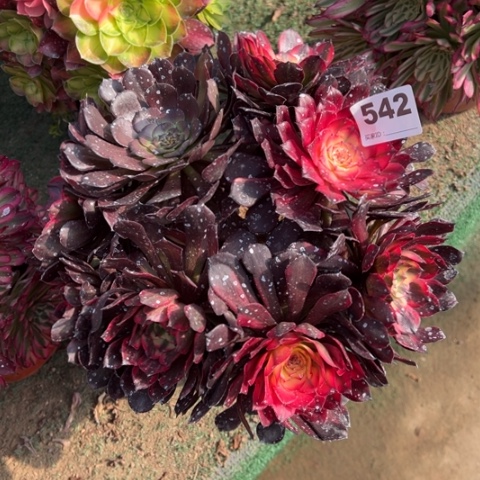 542烟花朵朵多肉，
