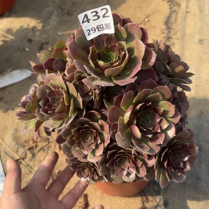 荷兰玫瑰……多肉植物……