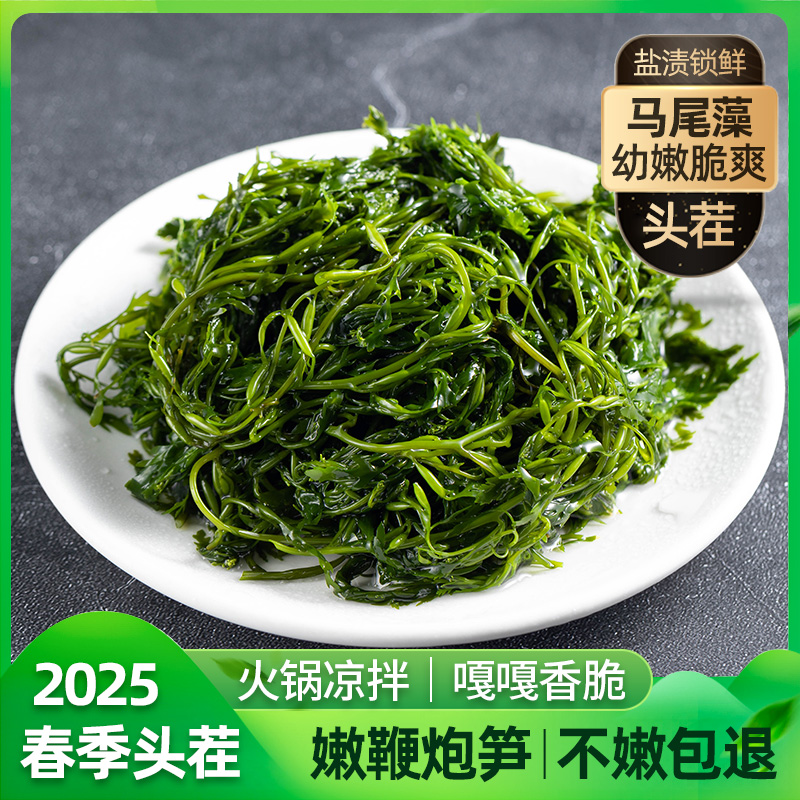 霞浦嫩鞭炮笋新鲜头茬盐渍长寿菜马尾藻海草商用火锅凉拌食材
