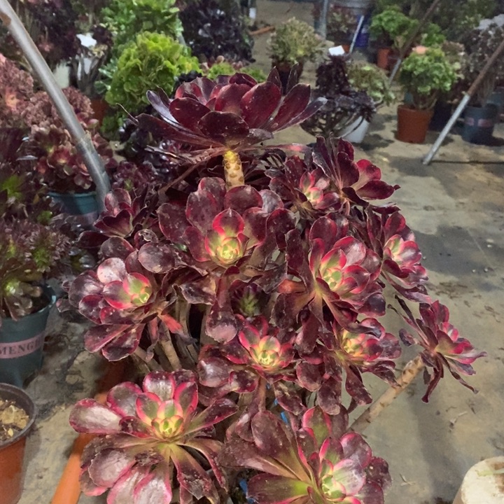 丽娜多肉植物22。  