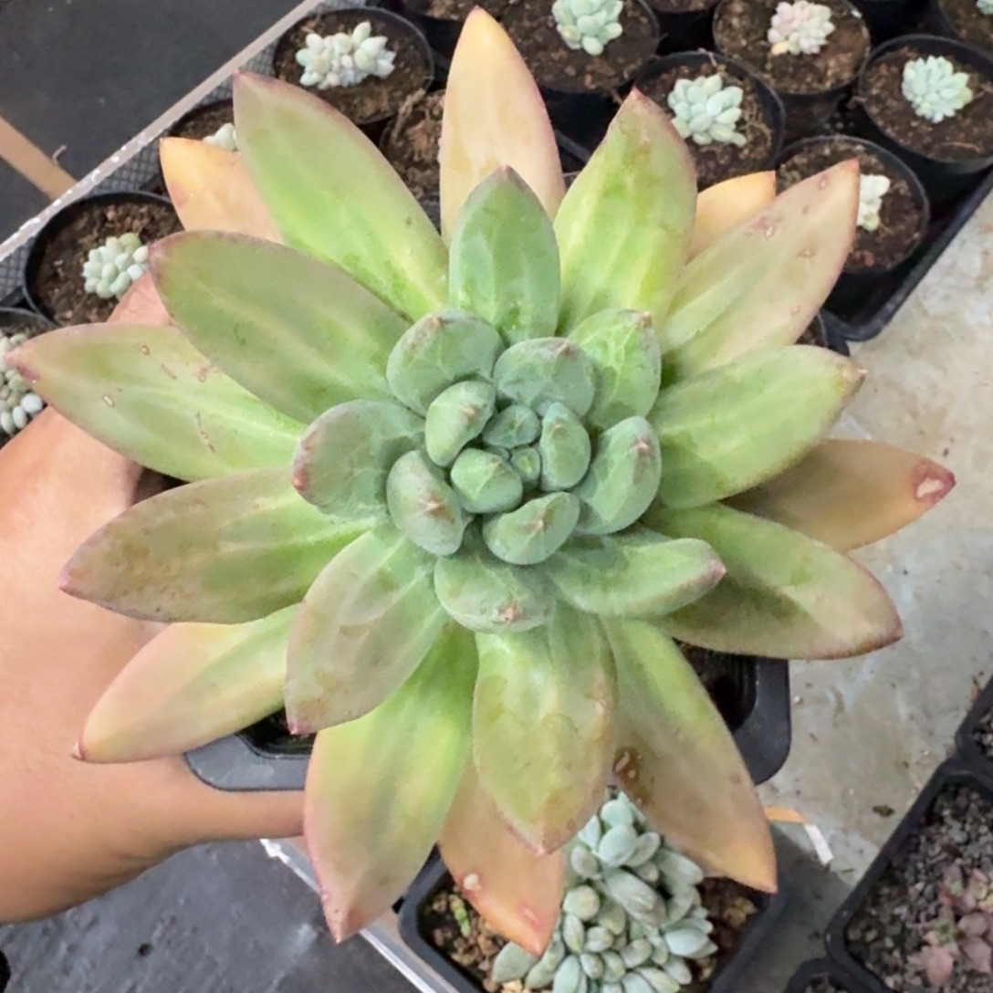 海洋之歌 单头 一物一拍