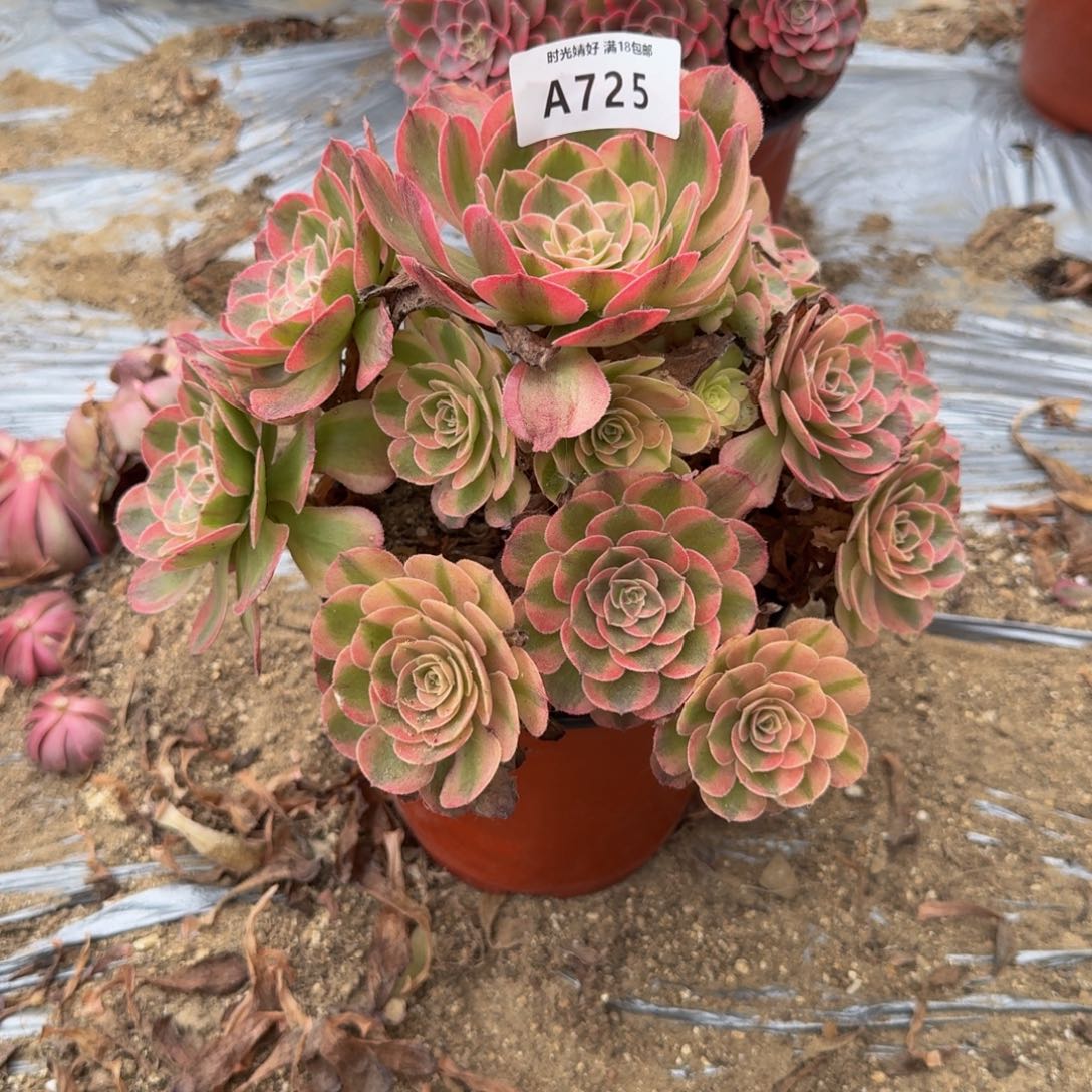 725多肉植物多肉植物
