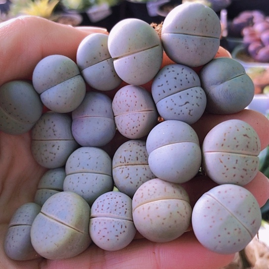 无花朵0846，1.5-1.7厘米如图