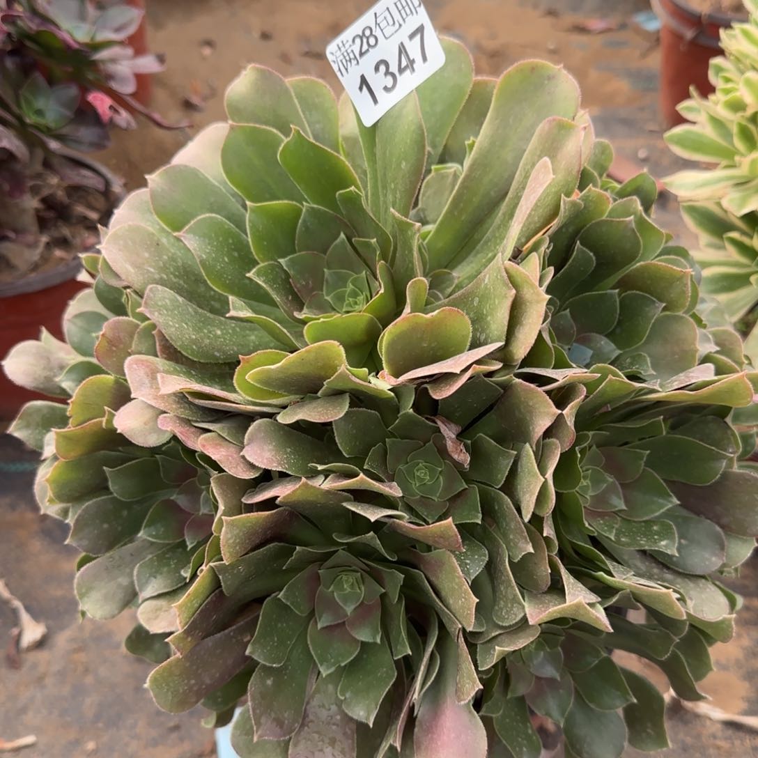 玫瑰多肉1347满28包邮断枝不包