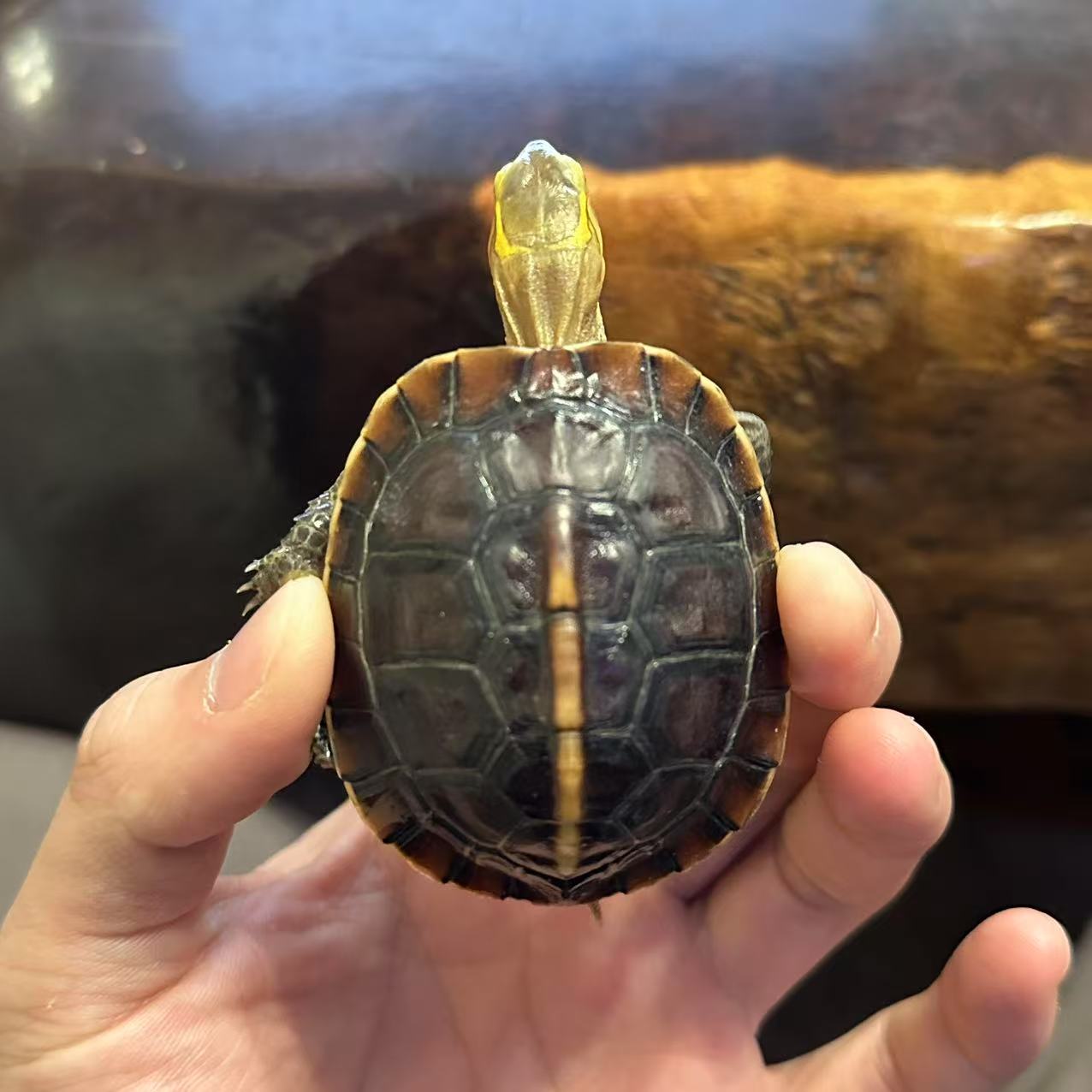 黄缘龟  安缘过冬禄   背甲长5.7cm    30克