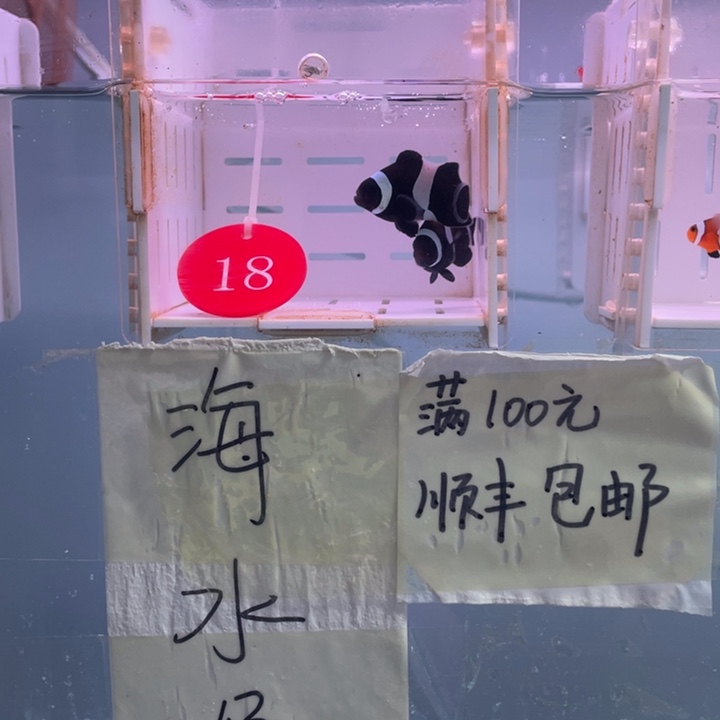 海水鱼微瑕黑奥黑2条4-5