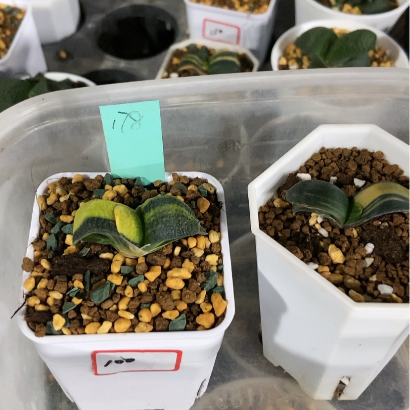 【闪购商品】卧牛锦178