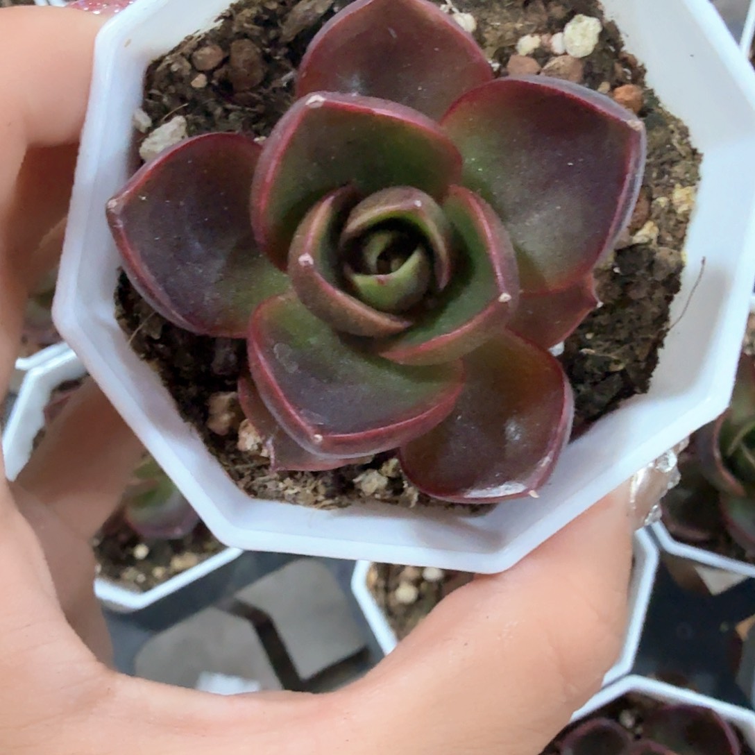 精品红灯多肉植物