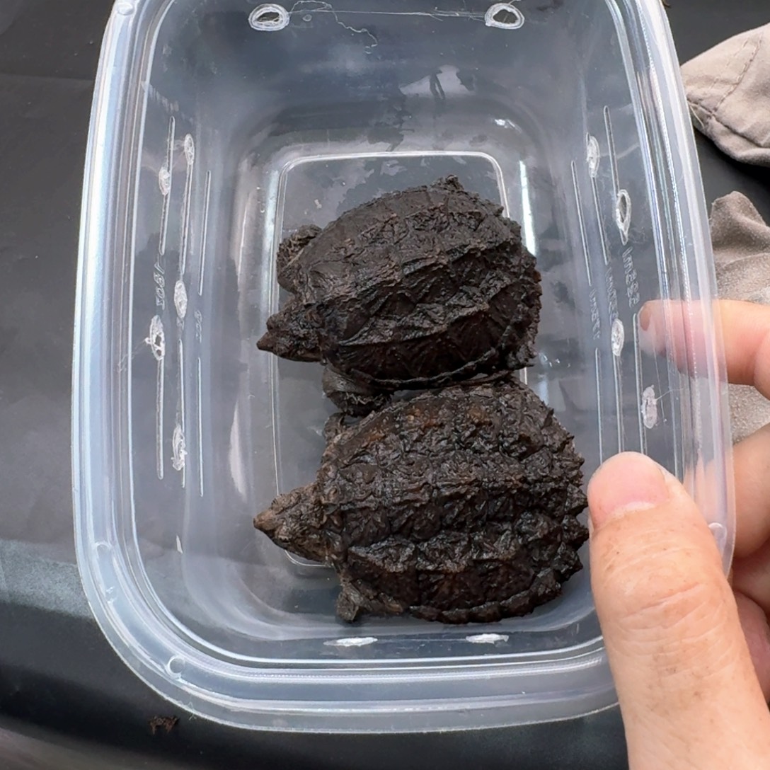 宠物龟不分公母111