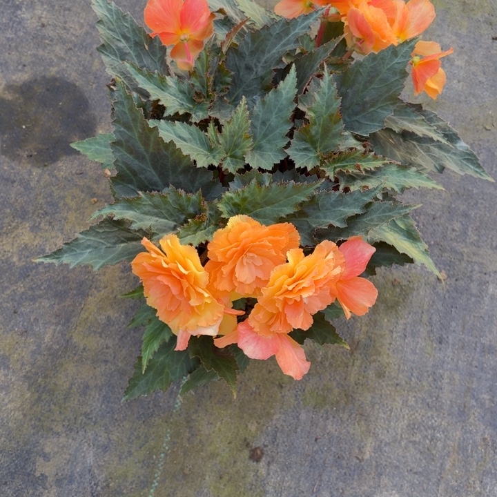 大部分花苞少量开放大盆日出只包到手不包养护