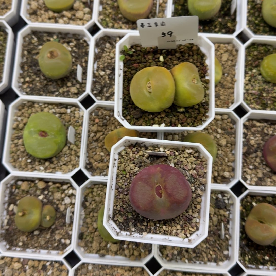 蛋***蛋多肉多肉多肉12-059