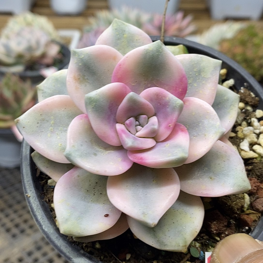 2007 紫乐锦多肉