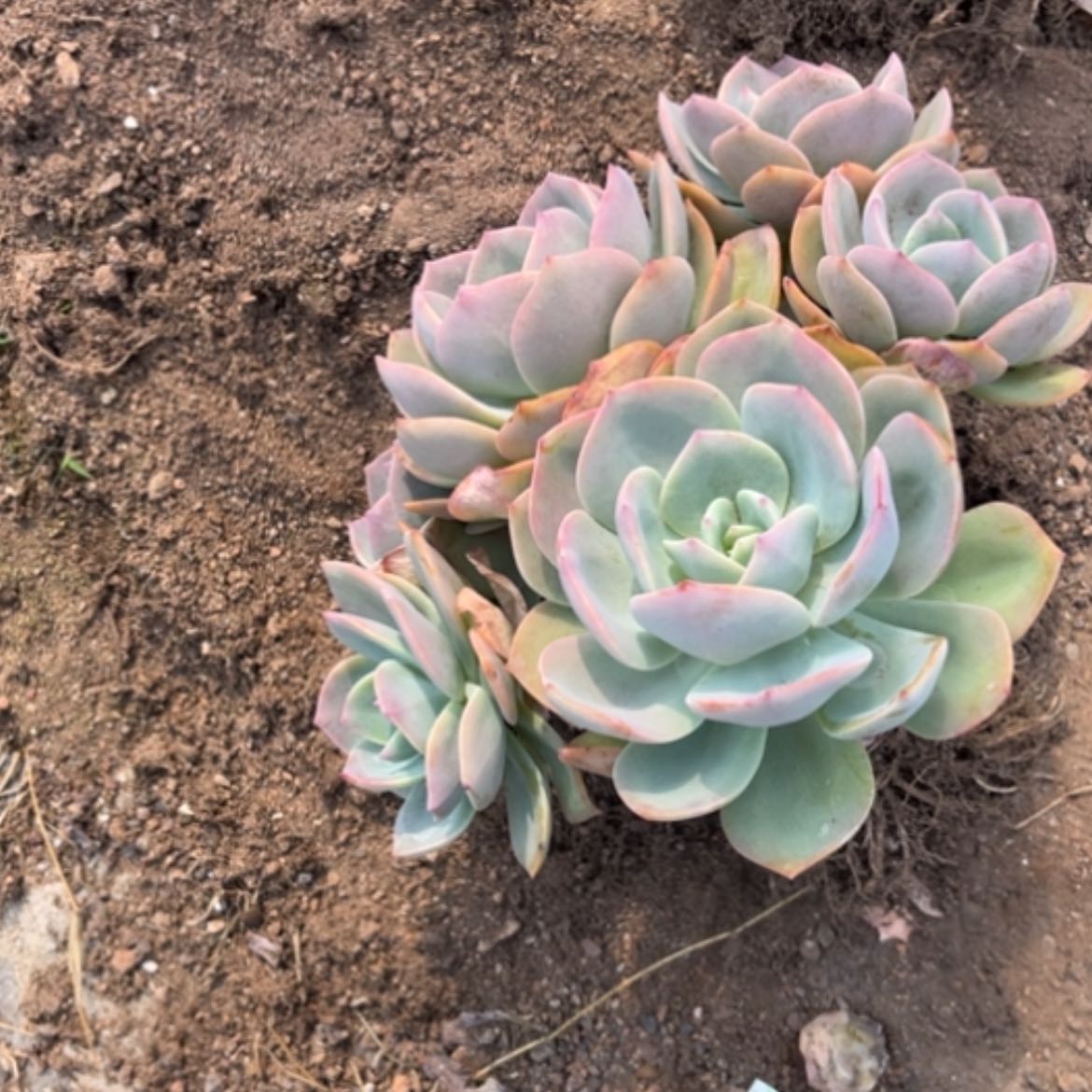 【闪购商品】白**～白凤