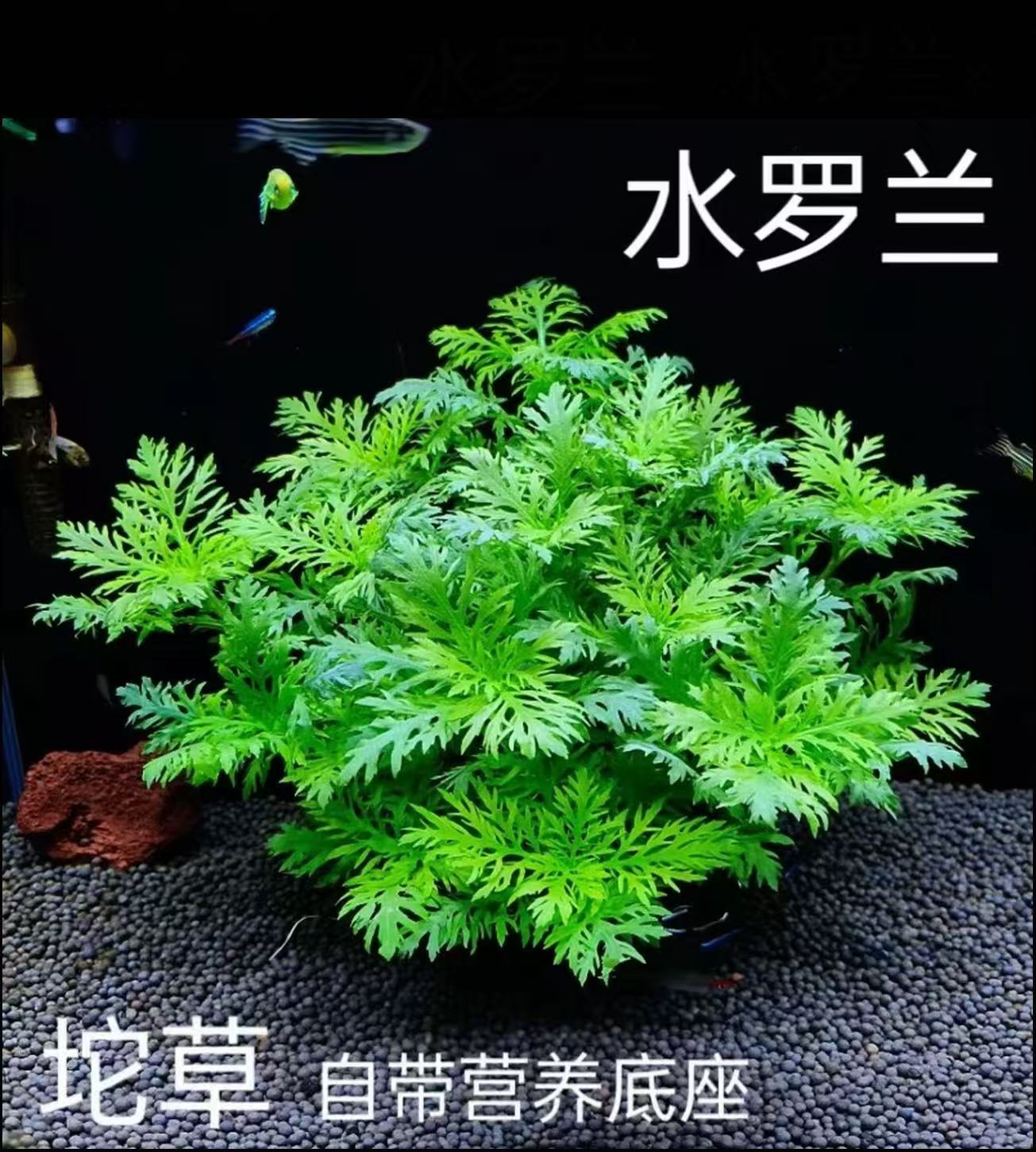 水罗兰坨草水草植物活体阴性真草适合新手鱼缸造景增氧净水