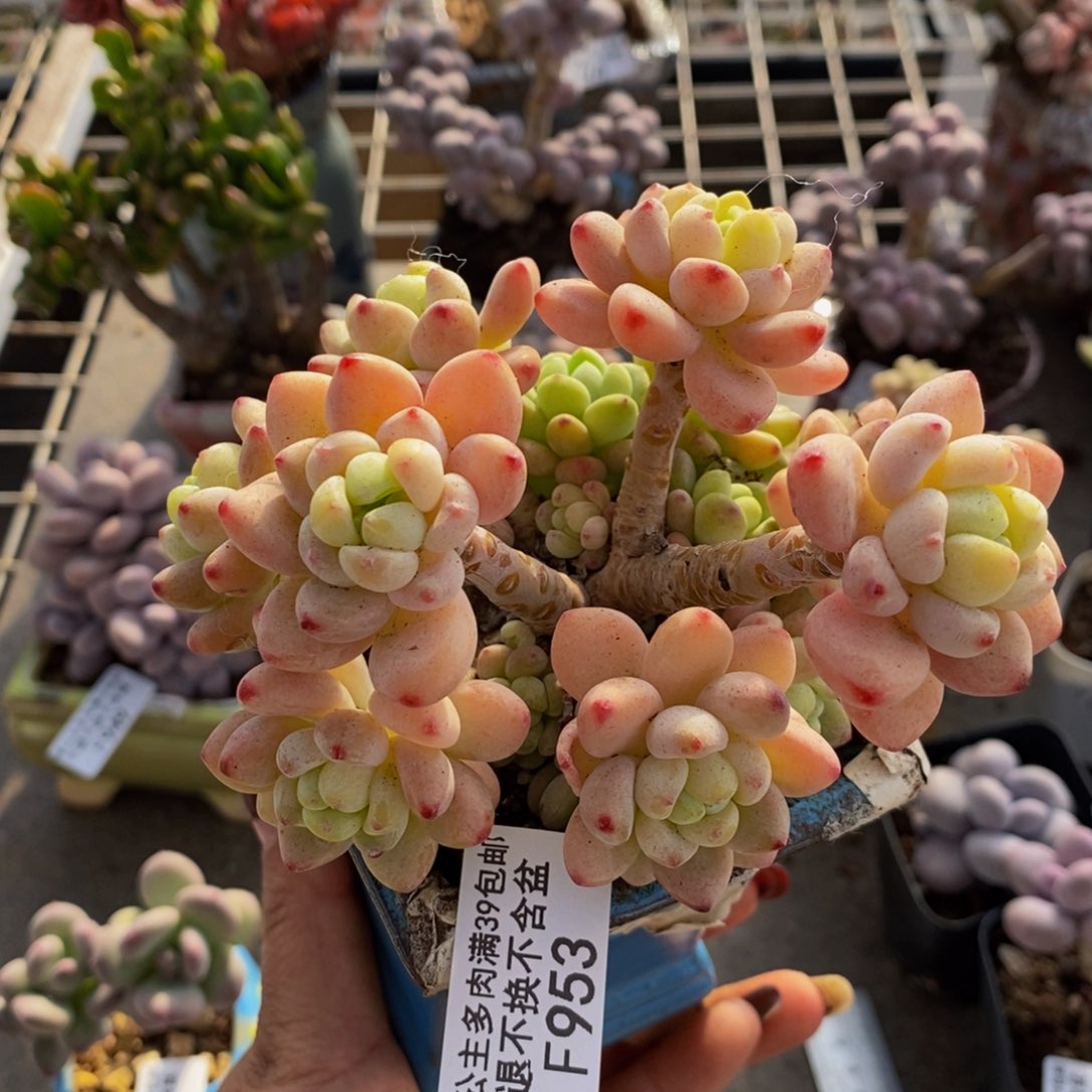 樱花罗琦953/10c m