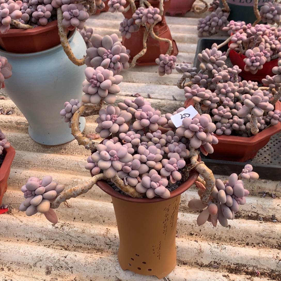 桃蛋老桩不带盆30号