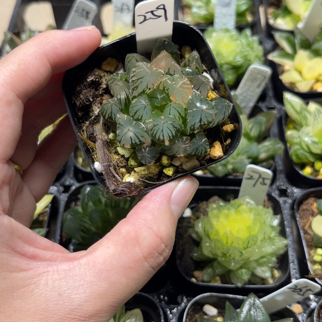 259花水晶玉露锦一物一拍