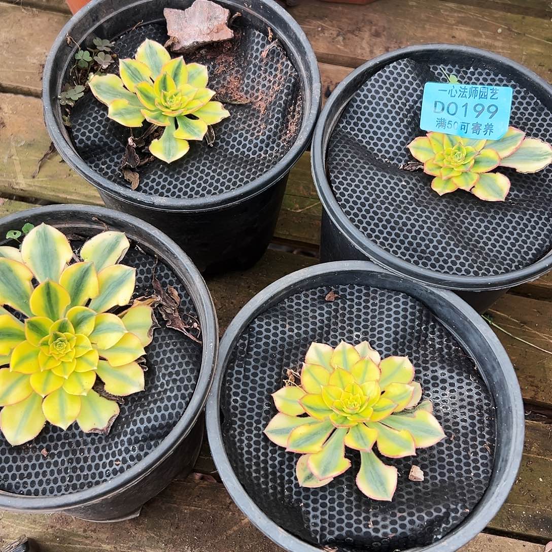多肉植物多肉植物0199