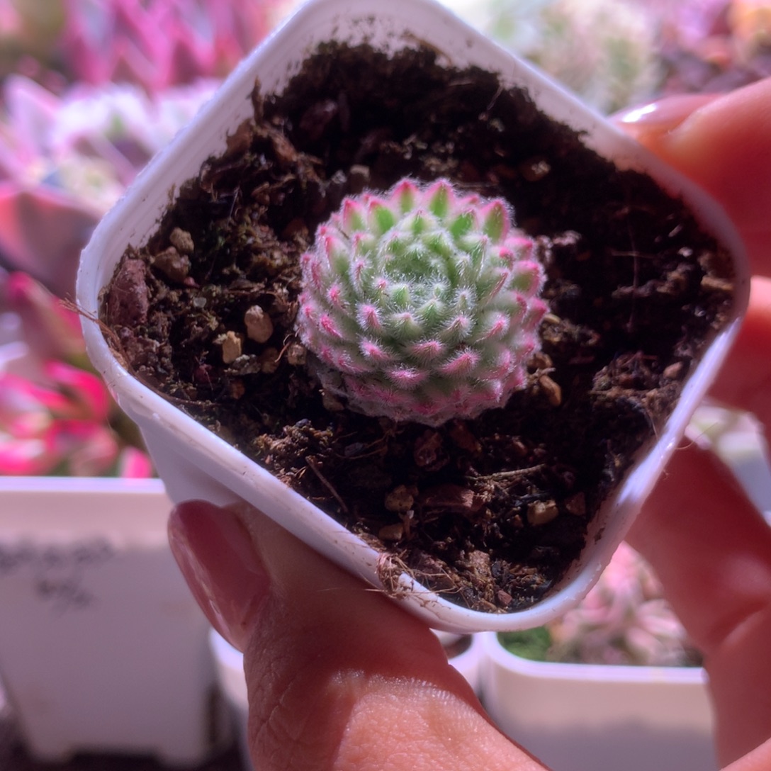 优雅长生草覆轮锦有根