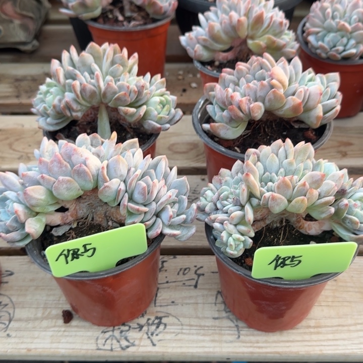 你***日星影缀化五十包邮老桩