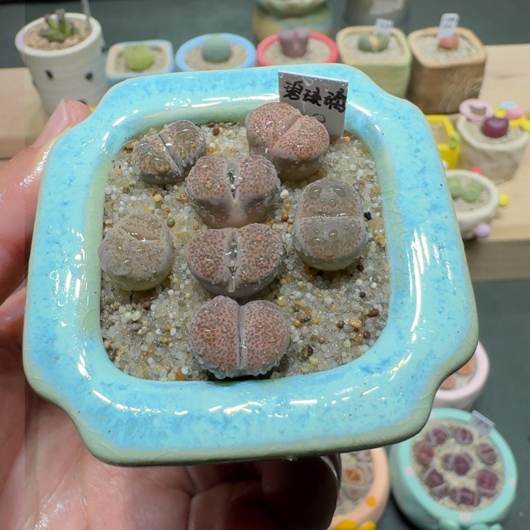 红陶蘑菇216碧琉璃