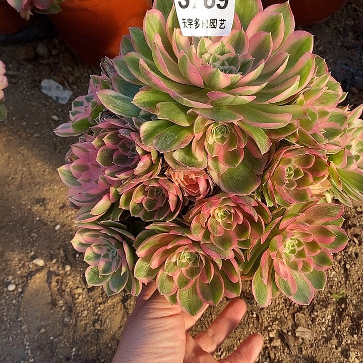 多肉植物孔雀玲769多肉