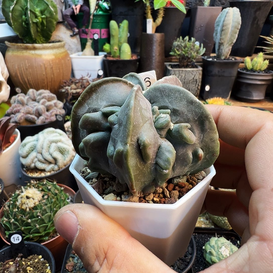 核桃鸾凤玉带盆发货